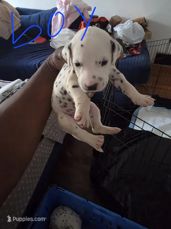 Sarge – Dalmatian puppy for sale in Columbia, SC