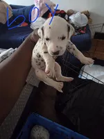 Sarge, a male Dalmatian for sale in Columbia, SC – 1 of 1