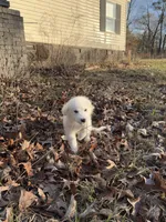 Little boy Blue, a male Great Pyrenees for sale in Dalzell, SC – Photo 4 of 5