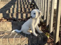 Little boy Blue, a male Great Pyrenees for sale in Dalzell, SC – Photo 3 of 5