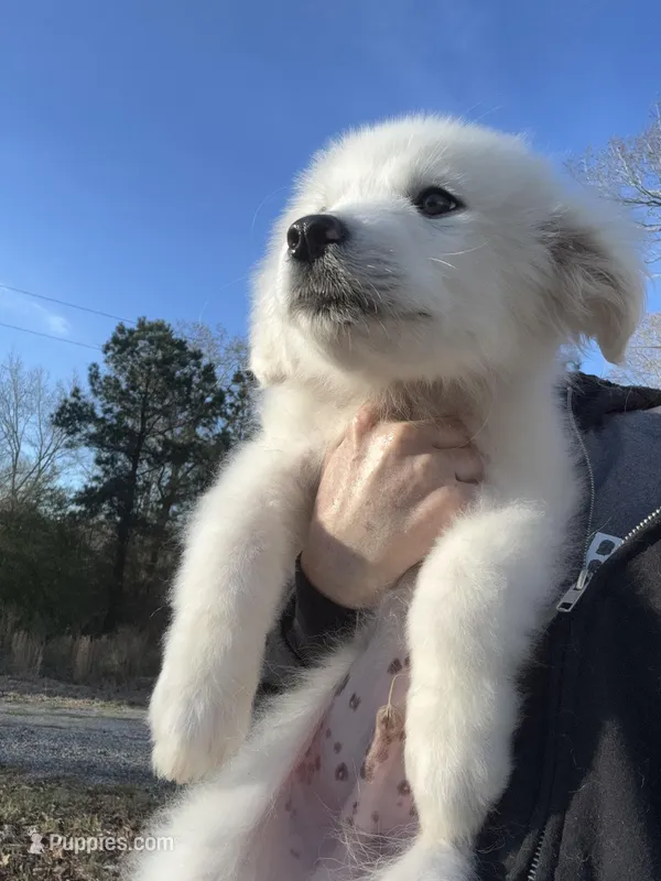 Little boy Blue – Great Pyrenees puppy for sale in Dalzell, SC