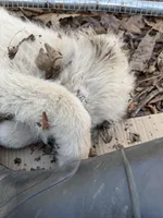 Little boy Blue, a male Great Pyrenees for sale in Dalzell, SC – Photo 5 of 5
