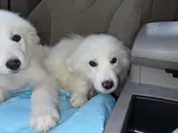 Little boy Blue, a male Great Pyrenees for sale in Dalzell, SC – Photo 2 of 5