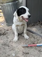 Black, a male Great Pyrenees and American Pit Bull Terrier for sale in Dalzell, SC – Photo 3 of 4