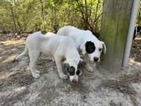 Black, a male Great Pyrenees and American Pit Bull Terrier for sale in Dalzell, SC – Photo 4 of 4