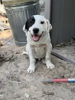 Black, a male Great Pyrenees and American Pit Bull Terrier for sale in Dalzell, SC – Photo 2 of 4