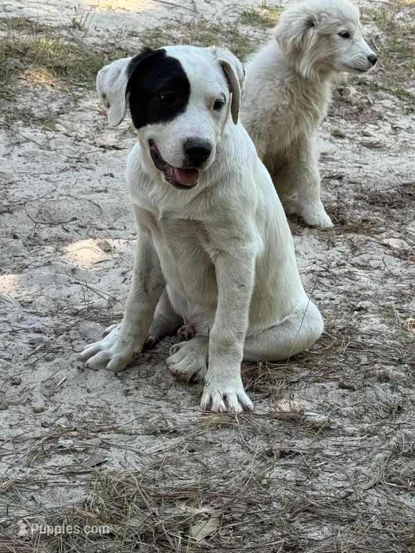 Black – Great Pyrenees, American Pit Bull Terrier puppy for sale in Dalzell, SC