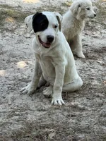 Black, a male Great Pyrenees and American Pit Bull Terrier for sale in Dalzell, SC – Photo 1 of 4