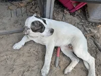 Double, a female Great Pyrenees and American Pit Bull Terrier for sale in Dalzell, SC – Photo 3 of 5