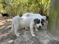 Double, a female Great Pyrenees and American Pit Bull Terrier for sale in Dalzell, SC – Photo 5 of 5