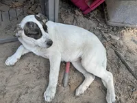 Double, a female Great Pyrenees and American Pit Bull Terrier for sale in Dalzell, SC – Photo 4 of 5
