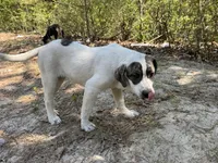 Double, a female Great Pyrenees and American Pit Bull Terrier for sale in Dalzell, SC – Photo 1 of 5