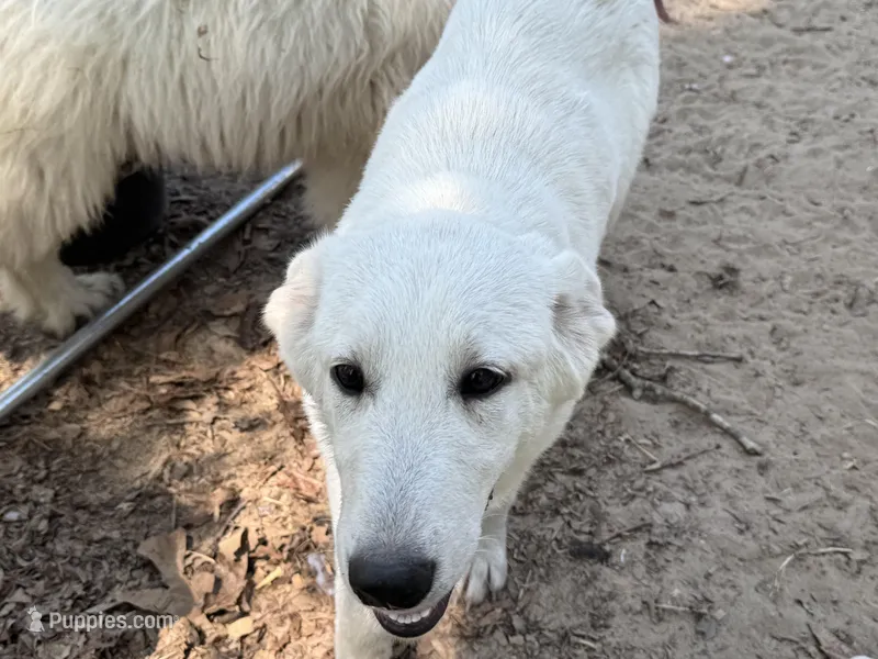 Sugar – German Shepherd Dog, Great Pyrenees puppy for sale in Dalzell, SC
