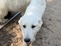 Sugar, a female German Shepherd Dog and Great Pyrenees for sale in Dalzell, SC – Photo 1 of 3
