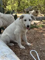 Sugar, a female German Shepherd Dog and Great Pyrenees for sale in Dalzell, SC – Photo 2 of 3