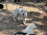 Sugar, a female German Shepherd Dog and Great Pyrenees for sale in Dalzell, SC – Photo 3 of 3