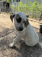 Patches, a female Great Pyrenees and American Pit Bull Terrier for sale in Dalzell, SC – Photo 2 of 2