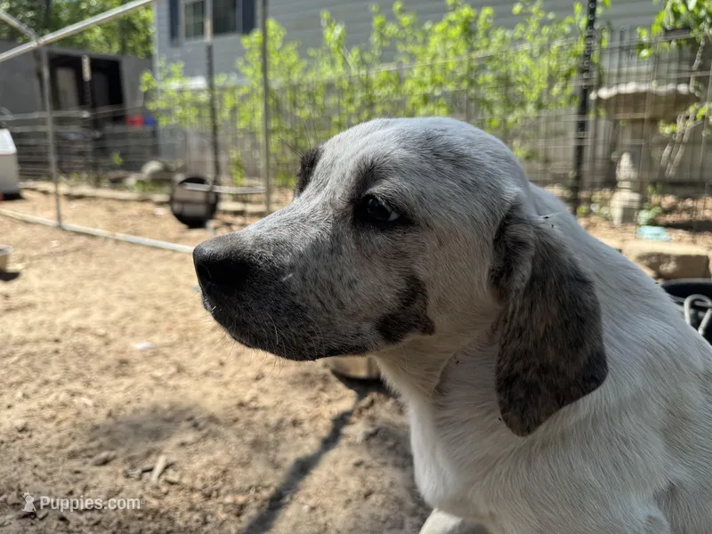 Patches – Great Pyrenees, American Pit Bull Terrier puppy for sale in Dalzell, SC
