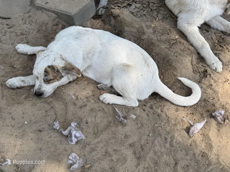 Blondie – Great Pyrenees, American Pit Bull Terrier puppy for sale in Dalzell, SC