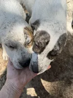 Blondie, a female Great Pyrenees and American Pit Bull Terrier for sale in Dalzell, SC – Photo 2 of 2