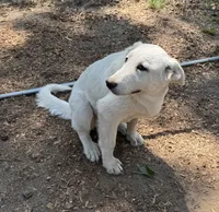 Polar, a female German Shepherd Dog and Great Pyrenees for sale in Dalzell, SC – Photo 2 of 4