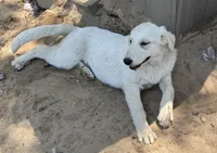 Polar, a female German Shepherd Dog and Great Pyrenees for sale in Dalzell, SC – Photo 3 of 4