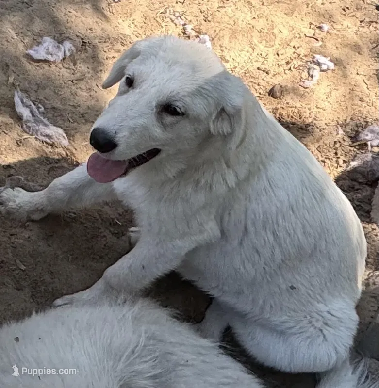 Polar – German Shepherd Dog, Great Pyrenees puppy for sale in Dalzell, SC