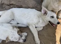 Polar, a female German Shepherd Dog and Great Pyrenees for sale in Dalzell, SC – Photo 4 of 4