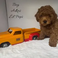 Charlie., a male Poodle - Toy  for sale in Ortonville, MI – Photo 3 of 3