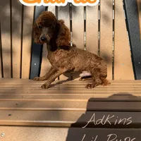 Charlie., a male Poodle - Toy  for sale in Ortonville, MI – Photo 1 of 3