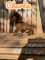 processed/83de5b95-0a6f-4c49-8126-6ffbc84ade0e/listing/083af339-f7f3-4ed3-b197-d44188a6d8a8/b8830863-31a6-48e9-8752-c3703b877731