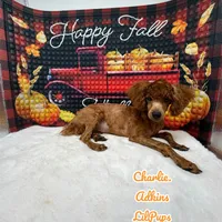 Charlie., a male Poodle - Toy  for sale in Ortonville, MI – Photo 2 of 3