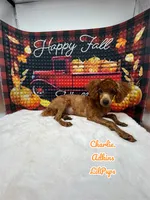 processed/83de5b95-0a6f-4c49-8126-6ffbc84ade0e/listing/083af339-f7f3-4ed3-b197-d44188a6d8a8/fe49aa58-222b-464f-a4d7-006807637685