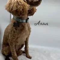 Anna’s boy Adam, a male Poodle - Toy  for sale in Ortonville, MI – Photo 2 of 3