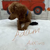 Anna’s boy Adam, a male Poodle - Toy  for sale in Ortonville, MI – Photo 1 of 3
