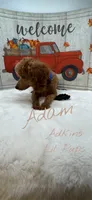 Anna’s boy Adam, a male Poodle - Toy  for sale in Ortonville, MI – Photo 1 of 3