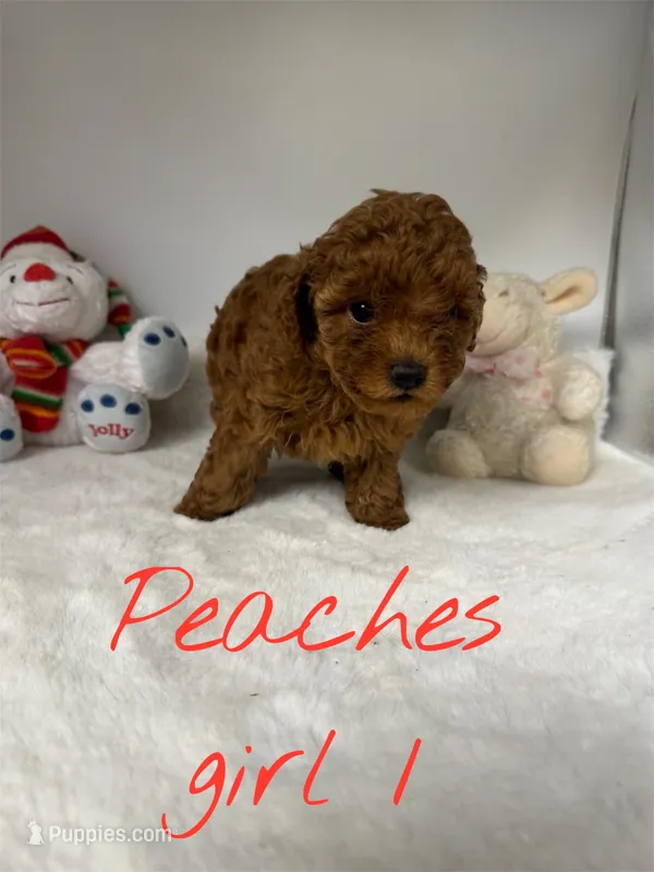 Peaches girl 1 – Poodle - Toy  puppy for sale in Ortonville, MI