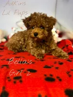 Bella’s girl 2, a female Poodle - Toy  for sale in Ortonville, MI – Photo 1 of 2