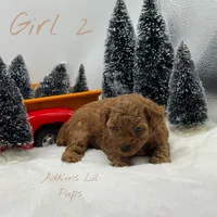 Bella’s girl 2, a female Poodle - Toy  for sale in Ortonville, MI – Photo 2 of 2