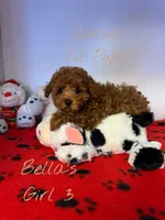 Bella’s girl 3, a female Poodle - Toy  for sale in Ortonville, MI – Photo 1 of 2