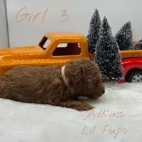 Bella’s girl 3, a female Poodle - Toy  for sale in Ortonville, MI – Photo 2 of 2