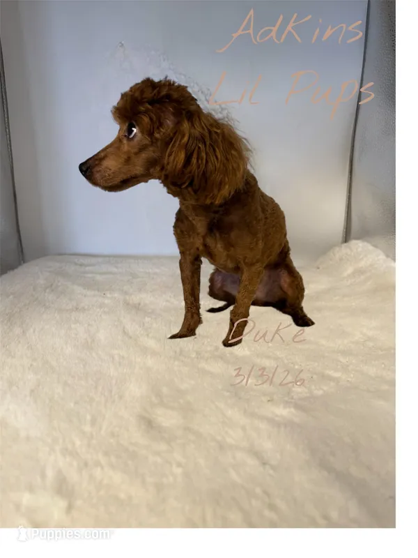 Peach’s boy Duke – Poodle - Toy  puppy for sale in Ortonville, MI