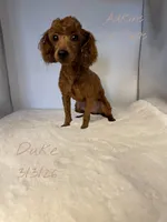 Peach’s boy Duke, a male Poodle - Toy  for sale in Ortonville, MI – Photo 2 of 5