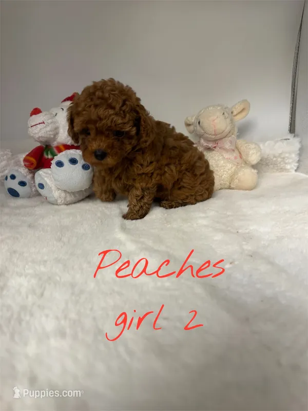 Peaches girl 2 – Poodle - Toy  puppy for sale in Ortonville, MI