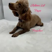 Peach’s boy Duke, a male Poodle - Toy  for sale in Ortonville, MI – Photo 4 of 5