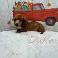 Peach’s boy Duke, a male Poodle - Toy  for sale in Ortonville, MI – Photo 3 of 5