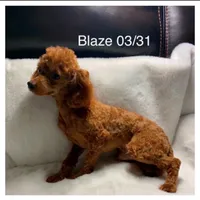 Peach’s boy Duke, a male Poodle - Toy  for sale in Ortonville, MI – Photo 5 of 5