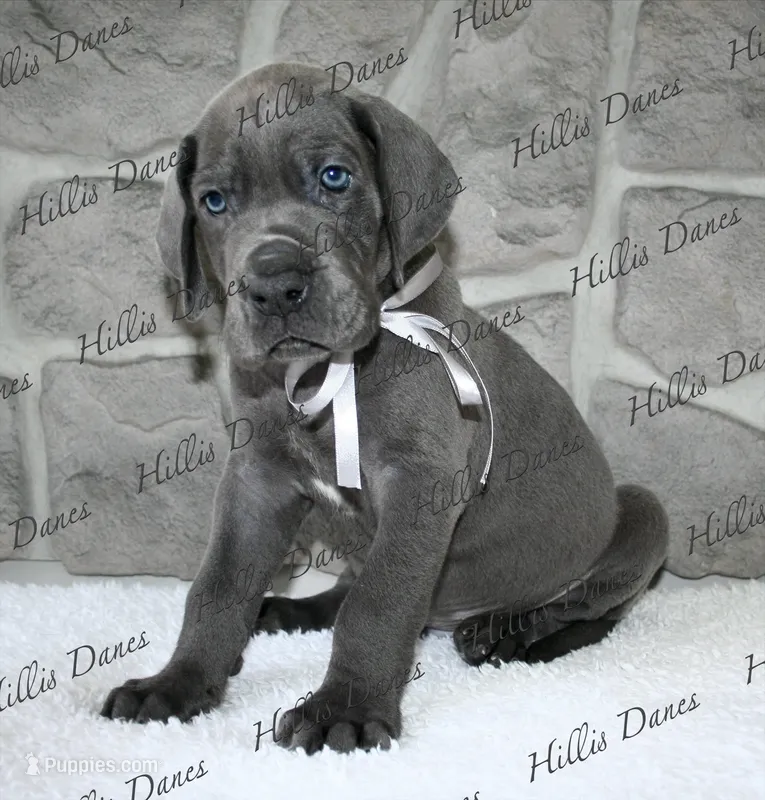 Thunder  – Great Dane puppy for sale in Millersport, OH