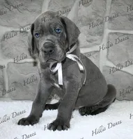 Thunder , a male Great Dane for sale in Millersport, OH – 1 of 5