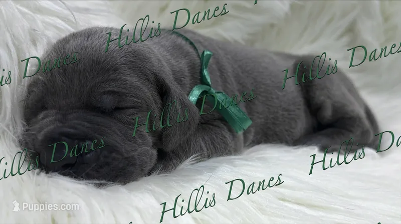 Lightening – Great Dane puppy for sale in Millersport, OH